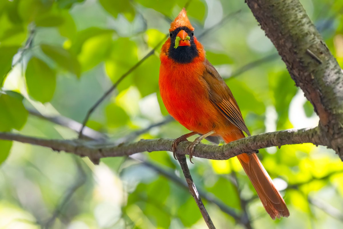 NativeBlueberry's tweet image. This Cardinal was looking for a round of applause or something for being the "early bird" but relax dude, it was like 4 in the afternoon. #birdcpp