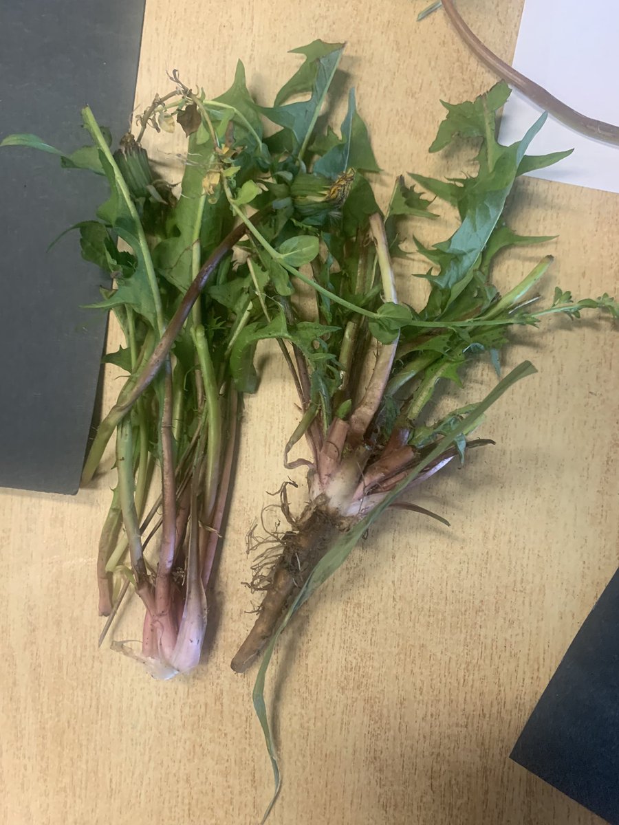 Grade1F's tweet image. Gr 1 scientists are learning how to make close observations of plants using magnifiers and created non-fiction labelled diagrams of a dandelion.