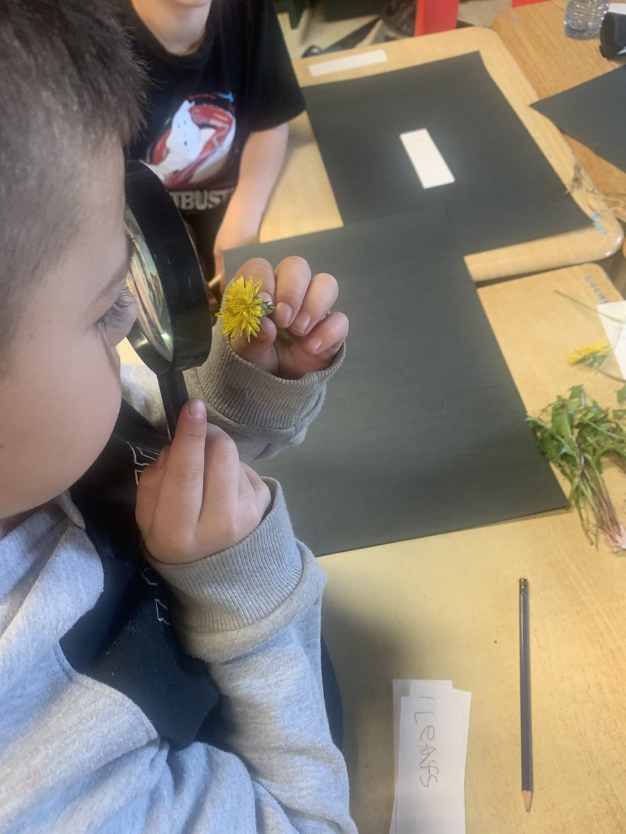 Grade1F's tweet image. Gr 1 scientists are learning how to make close observations of plants using magnifiers and created non-fiction labelled diagrams of a dandelion.