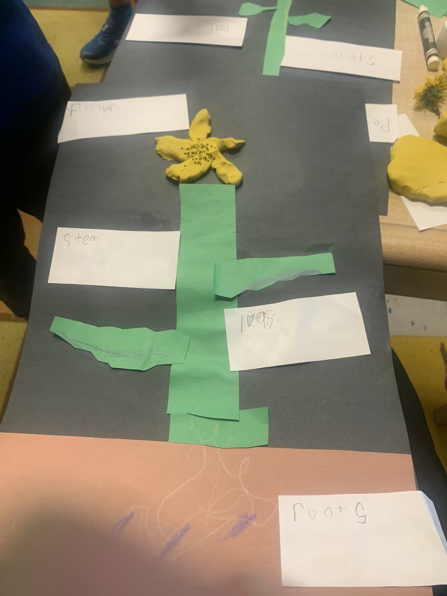 Grade1F's tweet image. Gr 1 scientists are learning how to make close observations of plants using magnifiers and created non-fiction labelled diagrams of a dandelion.