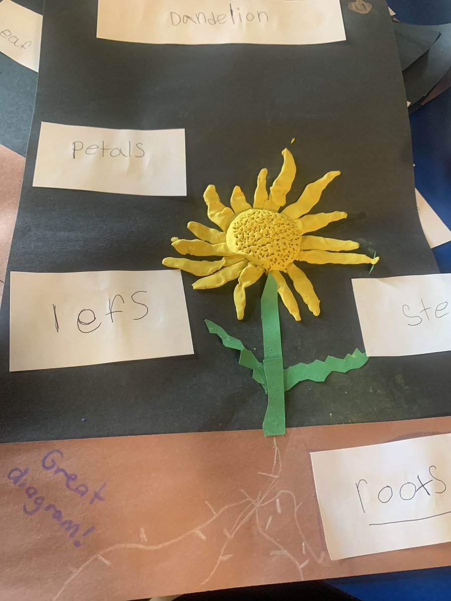 Grade1F's tweet image. Gr 1 scientists are learning how to make close observations of plants using magnifiers and created non-fiction labelled diagrams of a dandelion.