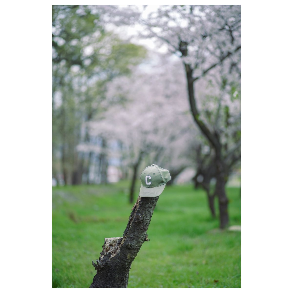 _N4ts_'s tweet photo. 春が過ぎて暑くなり
4月から住まいを変え
新生活のような気持ちで https://t.co/F7PEKA6bAO