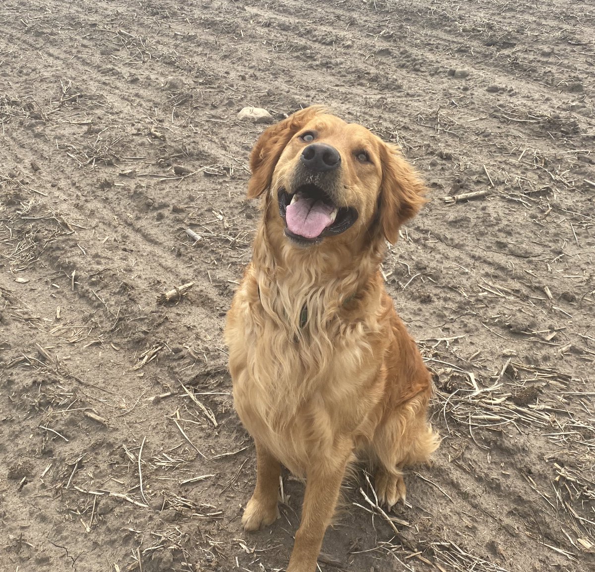 That’s the same face I made scouting emerged <a href="/GldnHarvest/">Golden Harvest Seeds</a> corn this afternoon!
#corn #plant23