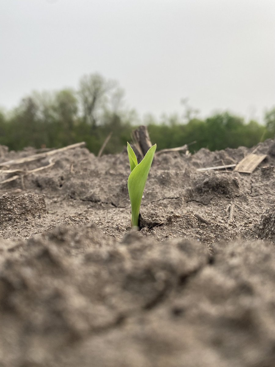 BlaineRothacker's tweet photo. That’s the same face I made scouting emerged @GldnHarvest corn this afternoon!
#corn #plant23 https://t.co/l2QMsgqlV0