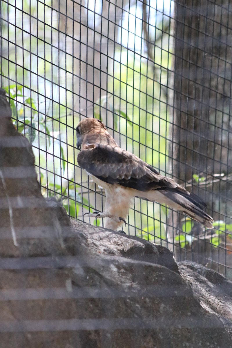 thetailflick2's tweet photo. FREEDOM - defination
1. the power or right to act, speak, or think as one wants.
2. the state of NOT being imprisoned or enslaved. #thisisnotfreedom #boycottzoos #nomorezoosecrets #captivity #saynotocaptivity #littleeagle https://t.co/ApNyfK9hHV