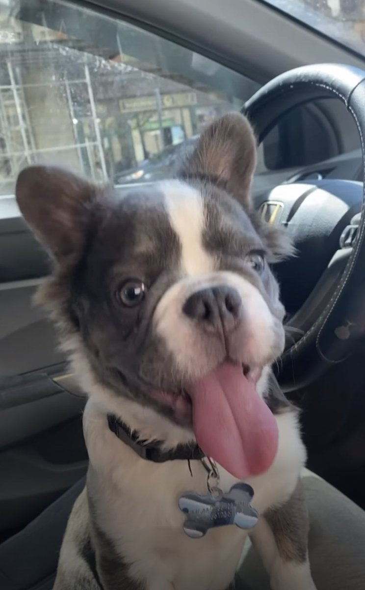 MissingFrenchie's tweet image. TWITTER WE NEED YOUR HELP! This little guy was STOLEN by the man in photo pretending to be meeting for a dog play date in NEW JERSEY. Please read post from owner as to what happened. He has been missing for 2 weeks.