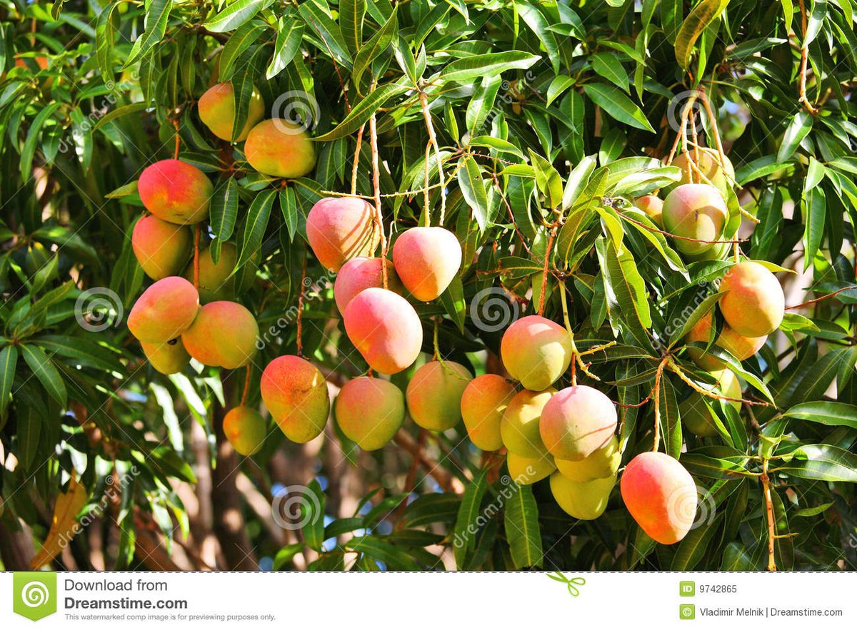 adawo_brighton's tweet photo. #RailaOdinga
Wow, let's give the Makueni people a thump up #MangoConferenceKE and governor mutula kilonzo for making use of whatever is available to change the life of our people and to enable them to put food on their tables rather than exploit and make them destitute. The CS https://t.co/gSIDbEdUgQ