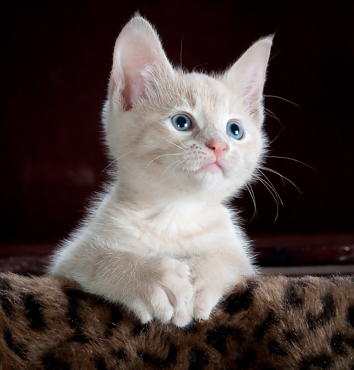 Scoop_Journal's tweet photo. Cats are known for their shedding and it can be a major problem if not regularly managed. While cats of all breeds shed, some cats shed more than others. If you've been considering getting a cat but worry about the amount of fur they will leave around

https://t.co/5zX3fojrzE https://t.co/IimImnqLUG