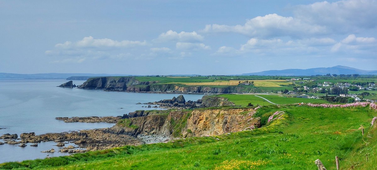 Patrick Kenealy tweet media