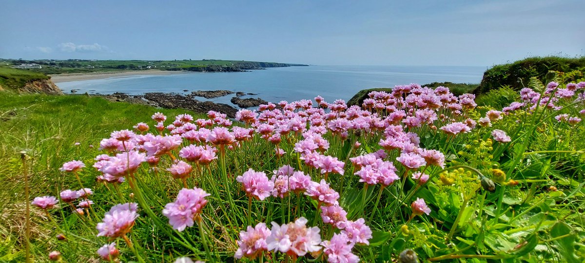 Patrick Kenealy tweet media