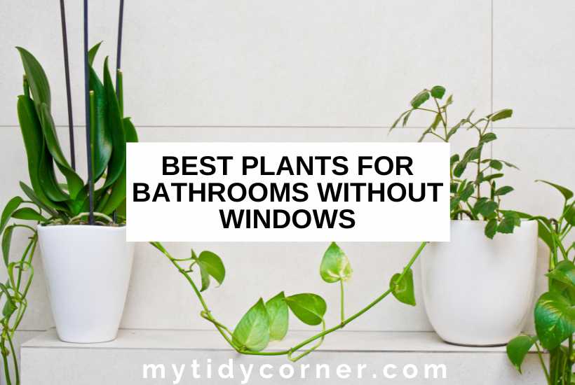 Not only do these plants look good in a bathroom's #design, but they work well with low amounts of #naturallight.  cpix.me/a/169706903