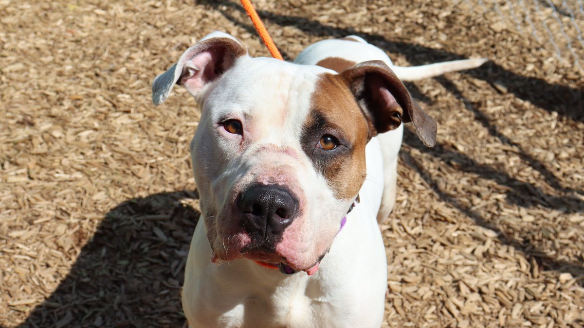 TacomaHumane's tweet photo. Meet Vegas! Contrary to what his name suggests - this guy is less of a party animal and more of a relaxed evening kind of pup. Vegas can be a little shy and reserved when he first meets people, but tasty treats are a great ice breaker! 

Learn more here: https://t.co/35UtAZJEH0 https://t.co/afyTzP5822