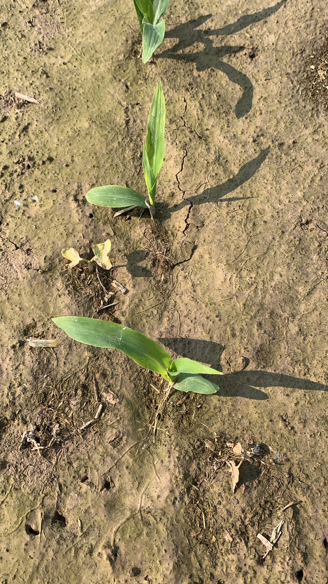 Trivolt showing off the reachback activity from isoxaflutole after these heavy rains. Although dry conditions gave the ipomea a chance at emergence, reactivation finished the job on the little guy in the corner and is working in his big brother. Otherwise plots are super clean!