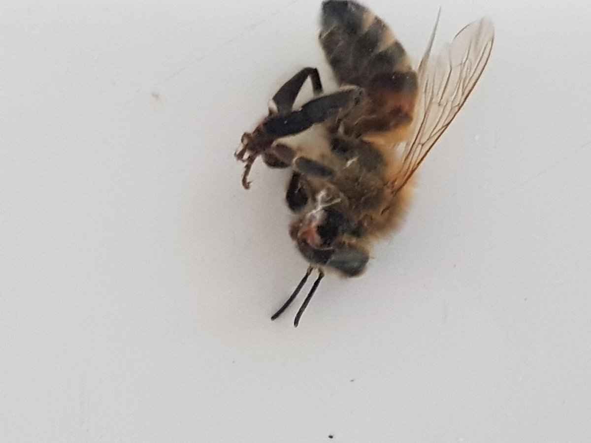 pyglet54's tweet photo. Cause and effect? This morning the field adjoining ours was sprayed. This evening our house is full of dead, dying and disoriented bees ...
#dontkillthebees
#insectageddon
#silentearth https://t.co/yDpiRzF7Ed