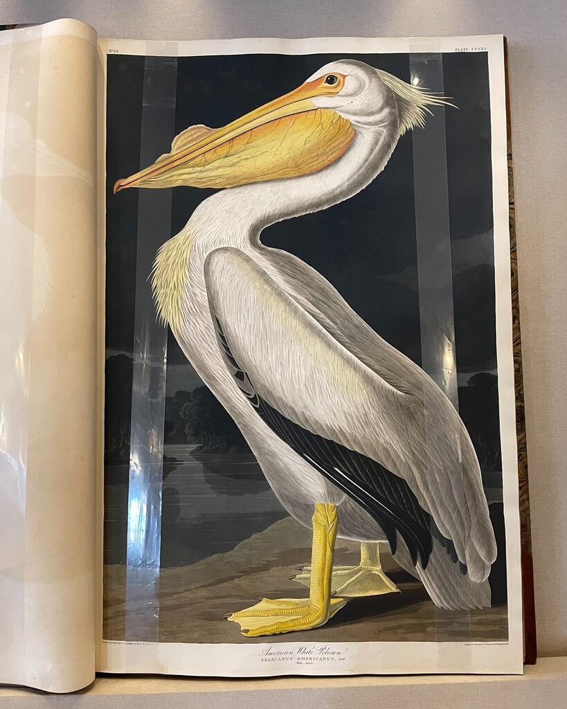 Pelican by JJ Audubon from the Lehigh Special Collections' is ready for the Pelicans' CJ McCollum.
CJ, Lehigh Class of 2013, is the 2023 Commencement speaker to address Class of 2023 on Sunday May 21st.

@3jmccollum @lehighu @lehighalumni @lehighlts instagr.am/p/CsW8Q_Tpn_g/