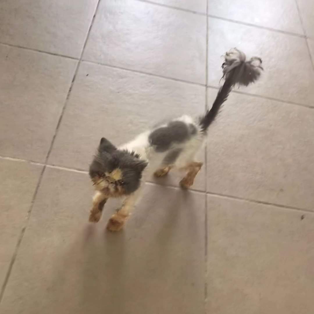 Malesef Belediye barınağına terkedilmiş bu can🥺
Lütfen yuva olunuz.
Yuva olmak isteyenler belediye barınağına uğrayabilir 🐾🥺

İletişim instagram <a href="/kehayko/">james key high co.</a>

#SokakHayvanlarıSahipsizDeğil 
#satinalmasahiplen 
#kedi #köpek