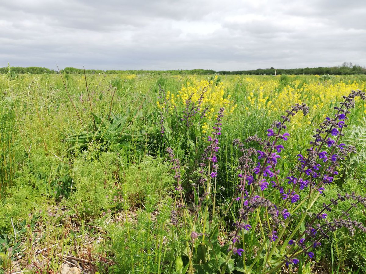 Computational Landscape Ecology tweet media