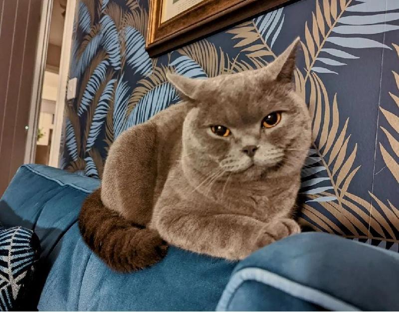 cutecatslost's tweet photo. Lost: Please help us find our... | Fox Covert Close, Wynyard, ... | https://t.co/3qIKbcsxrh #lostcats #ccl https://t.co/kSeVALRFRL