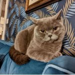 Photo by Cute Cats Lost - UK (@cutecatslost)