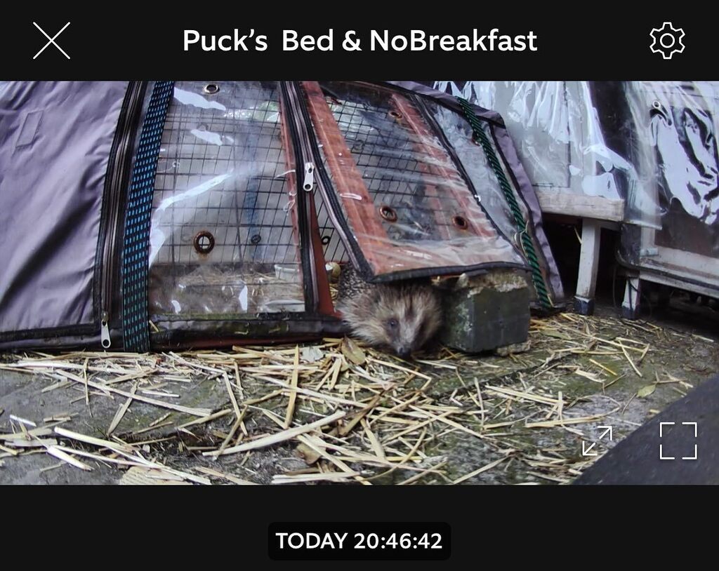When you’ve released a reprobate but he insists on returning to his bed every morning to sleep the day away… Find yourself a wild nest Puck 🤣 you’re not getting any food in there either! (Although it looks like the middle of the day, the camera is… instagr.am/p/CsXCb_-thYQ/