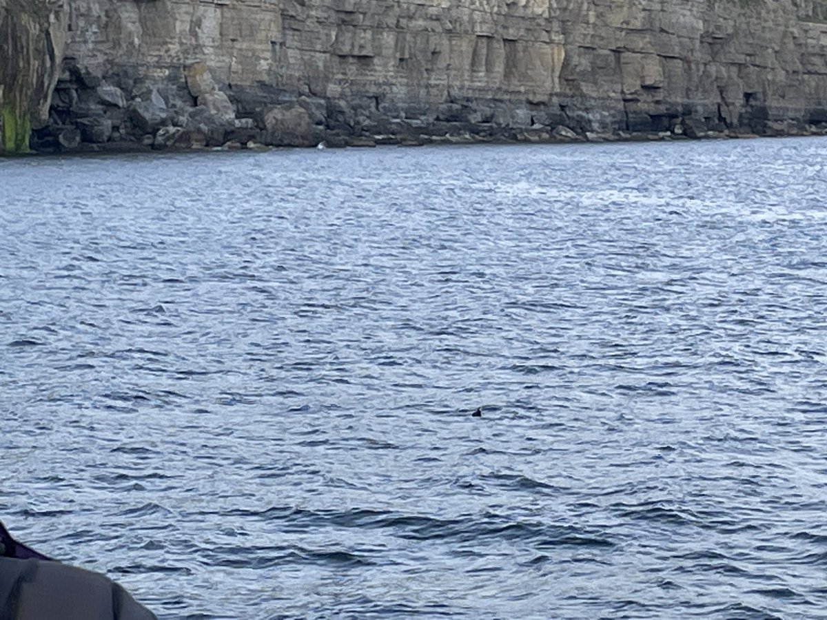 Thank you @harbourbirds for a brilliant Puffin cruise this evening along the Jurassic Coast. We saw so many species of birds including the small colony of Puffins!! Just fantastic 😁 You can just about make out a Puffin on the water in the last photo..