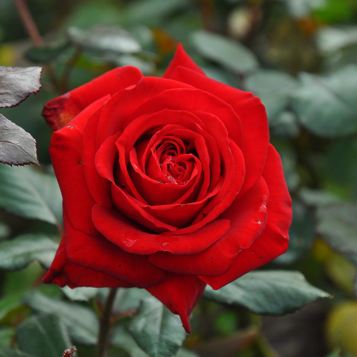 何歳になりましたか？
故人を思ふ馨とともに

morning♫