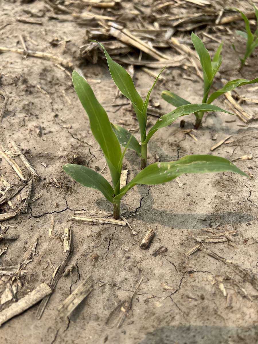 Also - the V2 cutoff for early corn POST applications is coming quick. Count the collars and remember not to add COC/MSO to TriVolt, Corvus, or Balance Flexx once the corn has emerged.