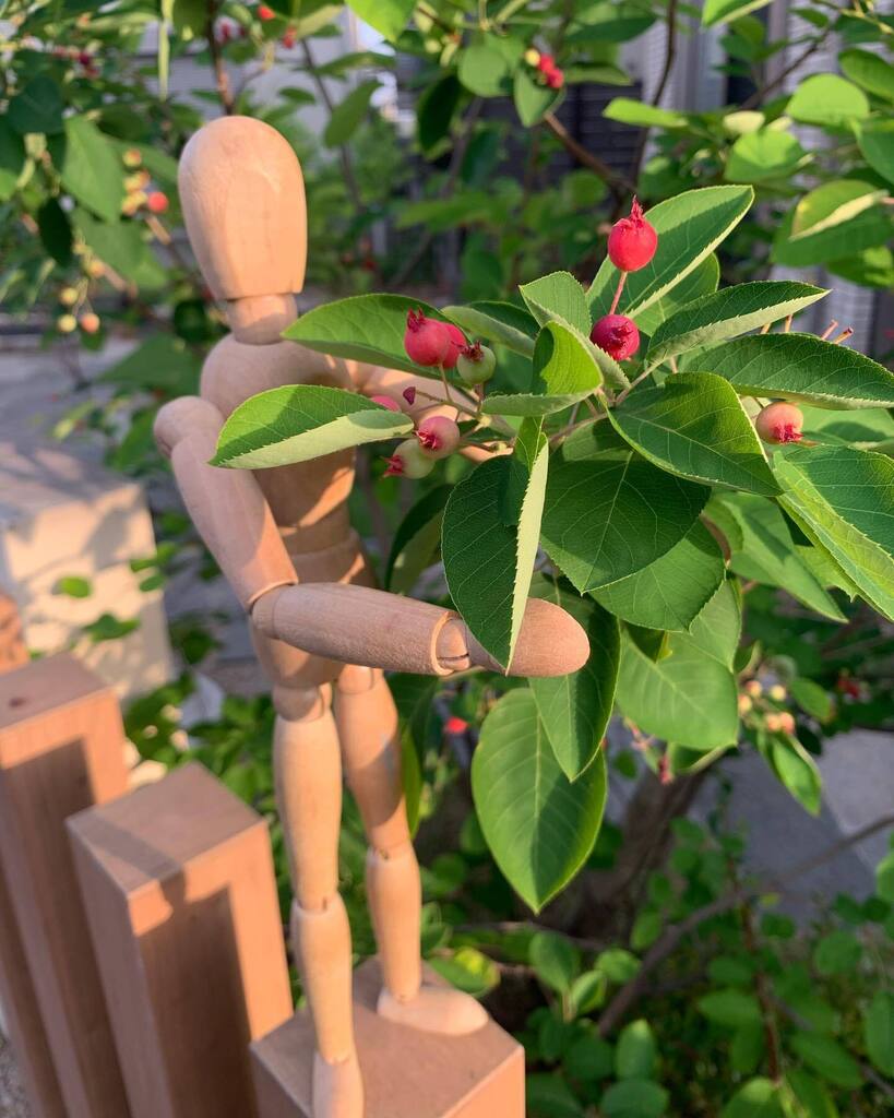 Hironor19821974's tweet photo. What is happiness?
「朝から」
朝からジューンベリーの収穫
#happiness
#gestalta
#朝から
#ジューンベリー https://t.co/W4FCFhba1a https://t.co/ZBsSTOhZoQ