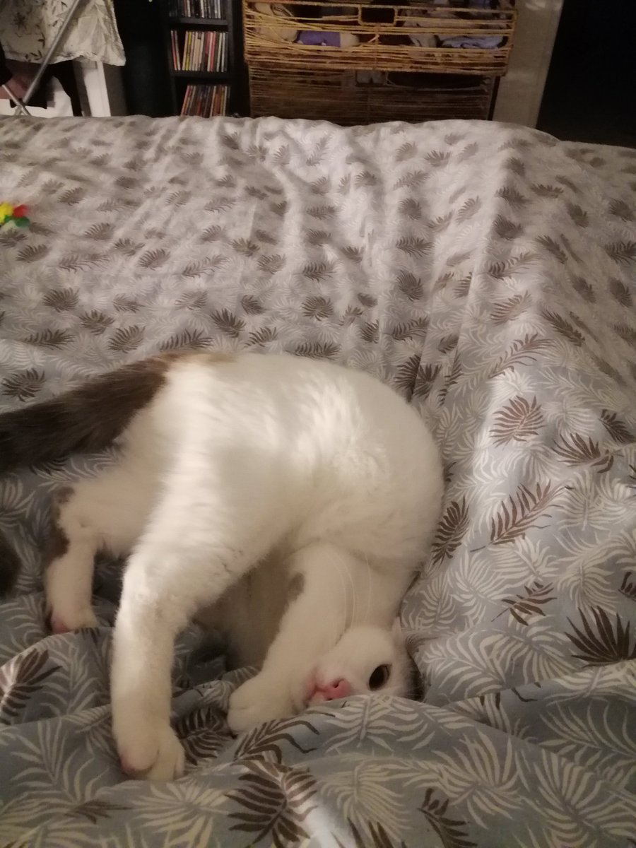 CBellue's tweet photo. Les présentations quand même : elle c'est Simone, la petite rebelle, exploratrice, curieuse, insaisissable... Et, en bonne chatte de sa génération, fascinée par les écrans (elle adore les selfies). https://t.co/jwW0aD6ETe