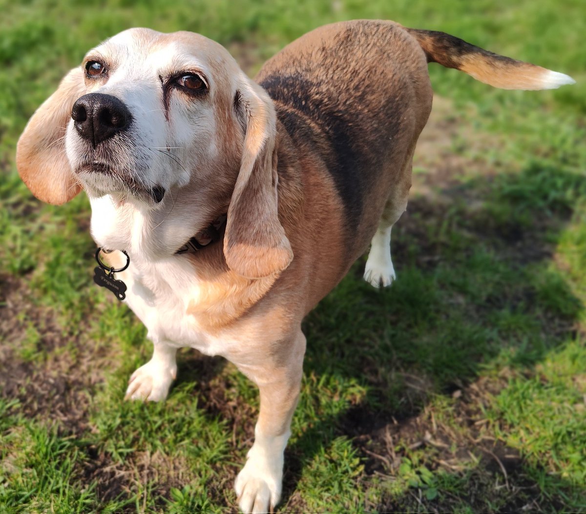 BeagsWilliams's tweet photo. Showing off our handsomes. https://t.co/CL8hgvcIlU