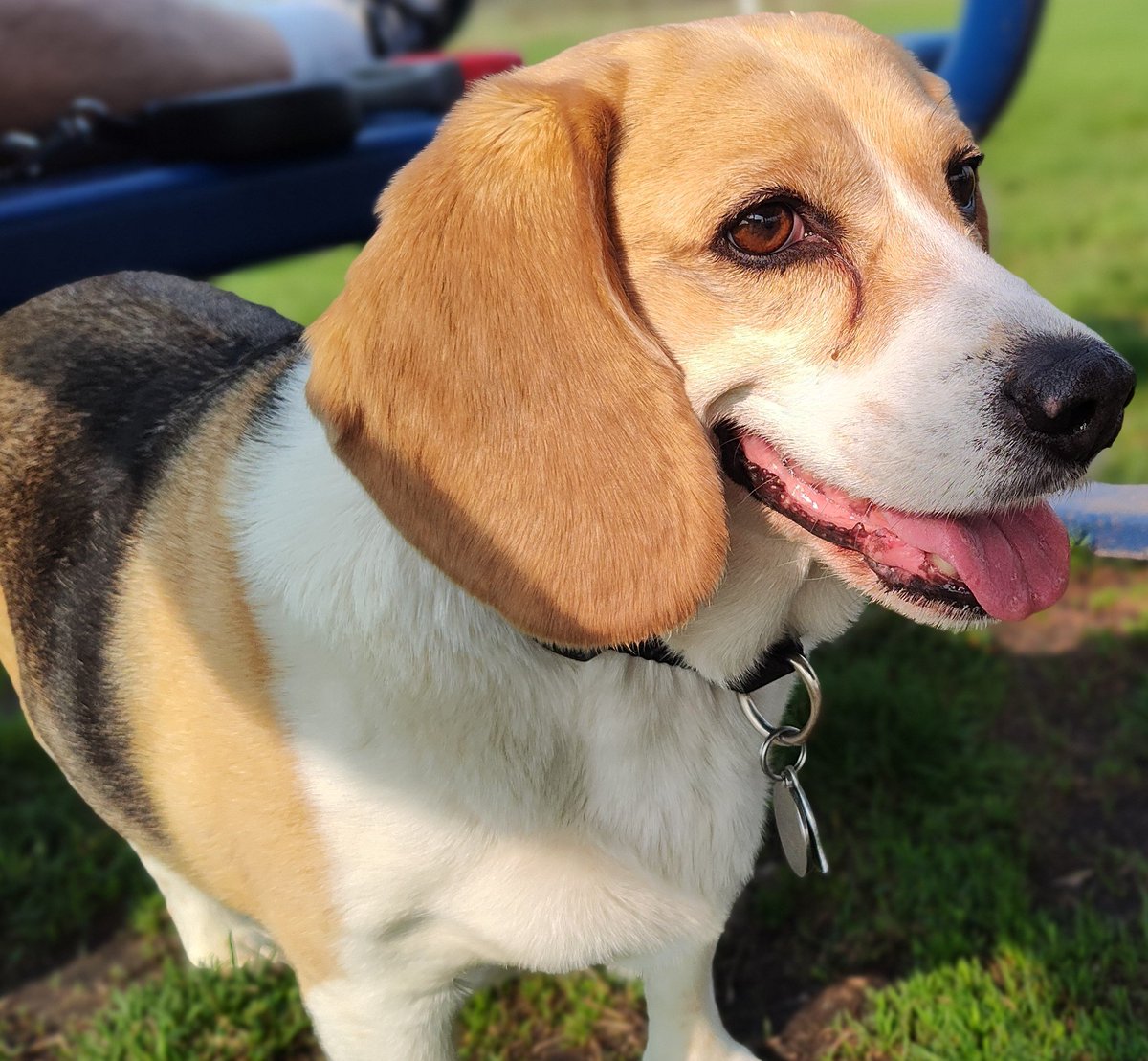 BeagsWilliams's tweet photo. Showing off our handsomes. https://t.co/CL8hgvcIlU