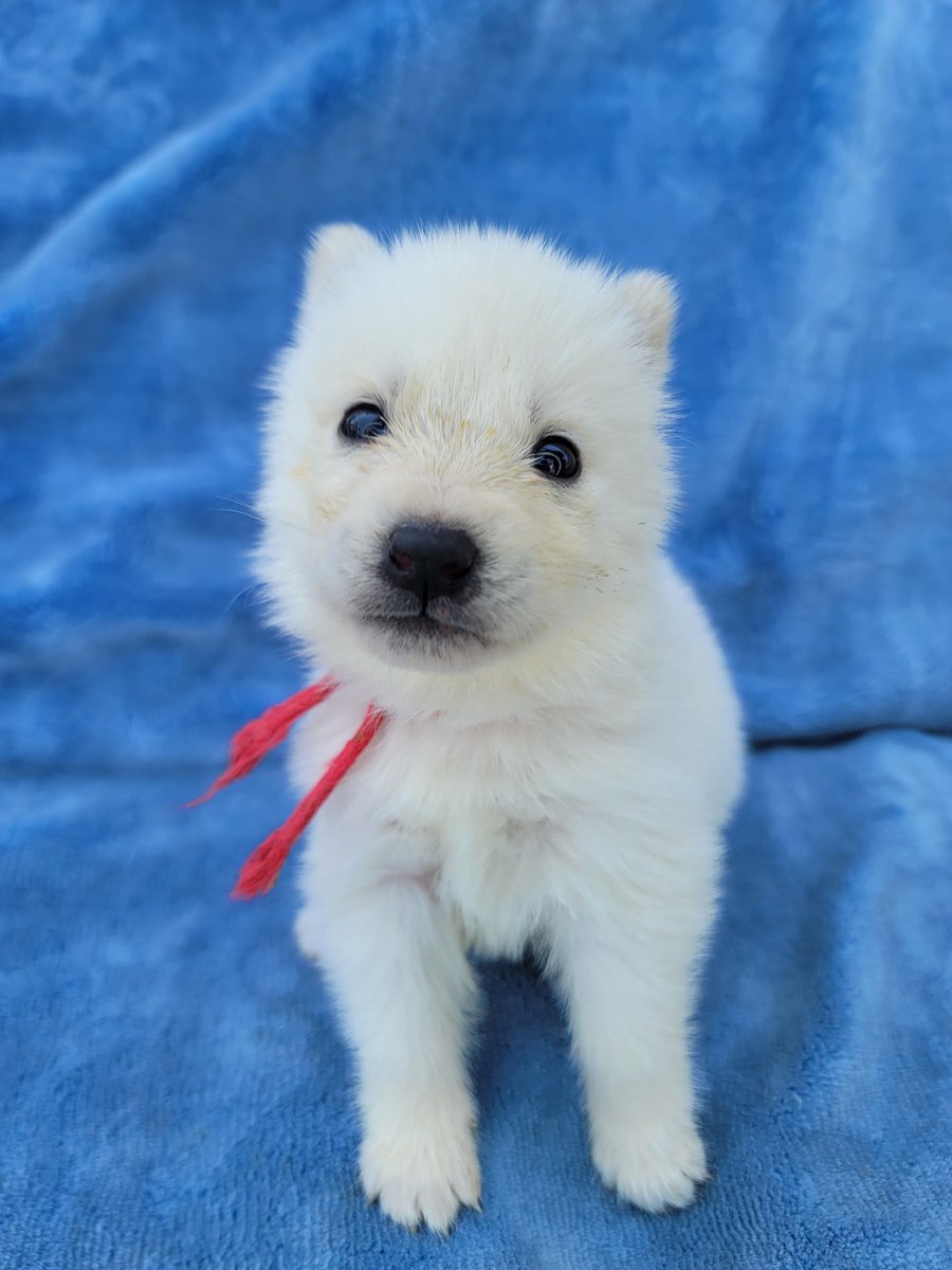 Crystal HasMara Dogs tweet media