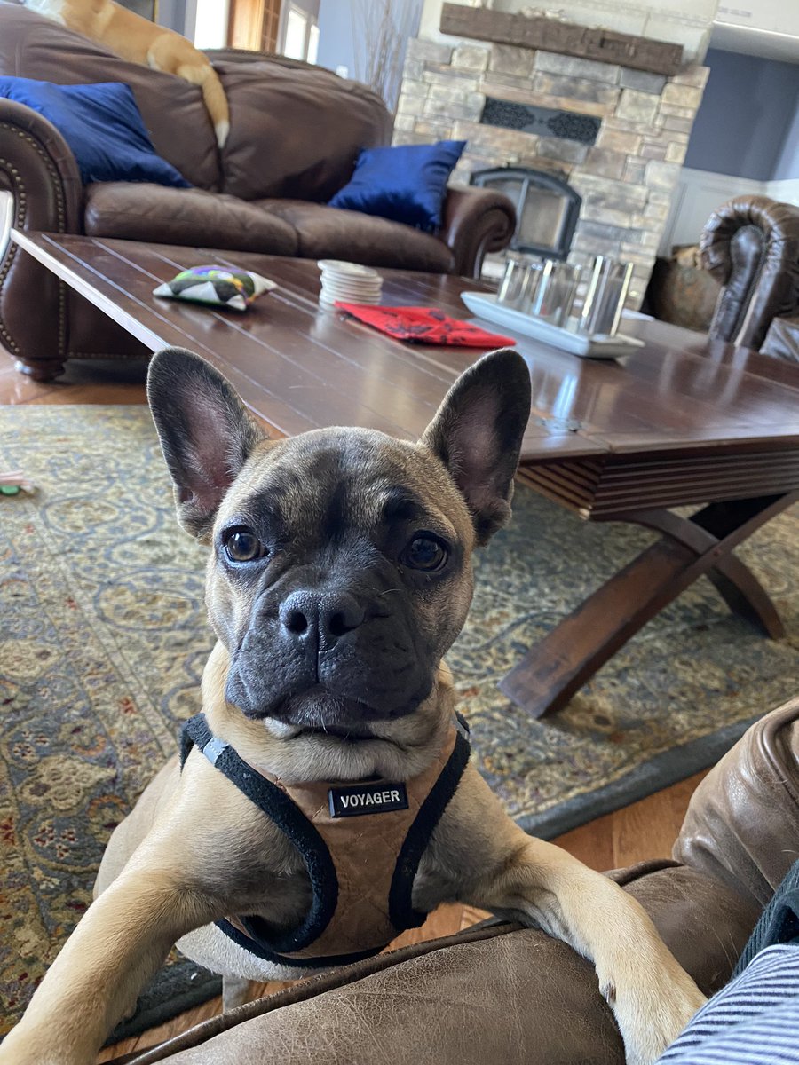 GidgetsThinks's tweet photo. I is too small to jump on the couch :( 
#dogsofinstagram #dogsoftwitter  #DogsofTwittter #frenchbulldogs #Frenchie https://t.co/eRlnCT5AZO