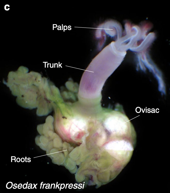 How did the unique symbiosis of 🦴-eating Osedax worms 🪱 evolve? In <a href="/NatureComms/">Nature Communications</a> , we show Osedax has experienced genome compaction and extensive gene loss but expanded genes needed to digest bones #WormWednesday #symbiosis #Wellcome 

rdcu.be/dckRi 

🧵
