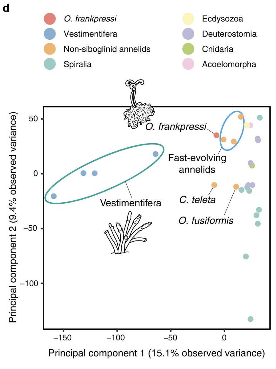 Osedax is related to other deep-sea annelids like Riftia. However, their genomes are very different. Smaller and AT-rich, Osedax’s genome evolves fast and has a reduced gene complement, affecting even immunity genes required to establish symbioses 🦠