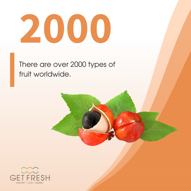 GetFresh_Sales's tweet photo. 🌎 In each country and each continent, you'll find a variety of different types of fruit.

Can you believe that there are over 2000 different types of fruit though?

Source: Supplements 101

#GetFresh #VegasGrown #HealthyDiet #FreshFruits #OrganicFruits #WorldwideFruits https://t.co/OiI1GARpic