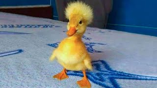 serioussenpai's tweet photo. Anyone have any good duck recipes? Need some ideas for the near future. https://t.co/qjK0USnmbw