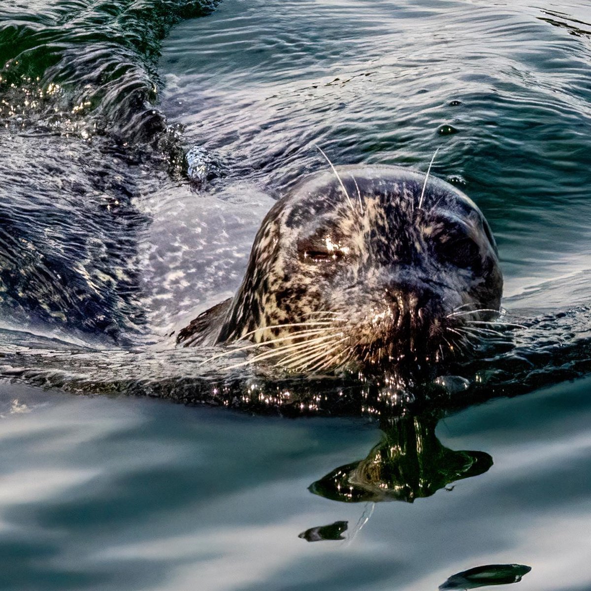ResortSilva's tweet photo. #ilovesilvabay - Yesterday at Silva Bay, we had a special visitor - this beautiful seal! It's always a thrill to see these graceful animals up close in their natural habitat!

Photos credit 📷: @flaws.in.photography

#silvabay #gabriolaisland #gulfislands #beautifulbc #naturebc https://t.co/yHiNT82Nhp