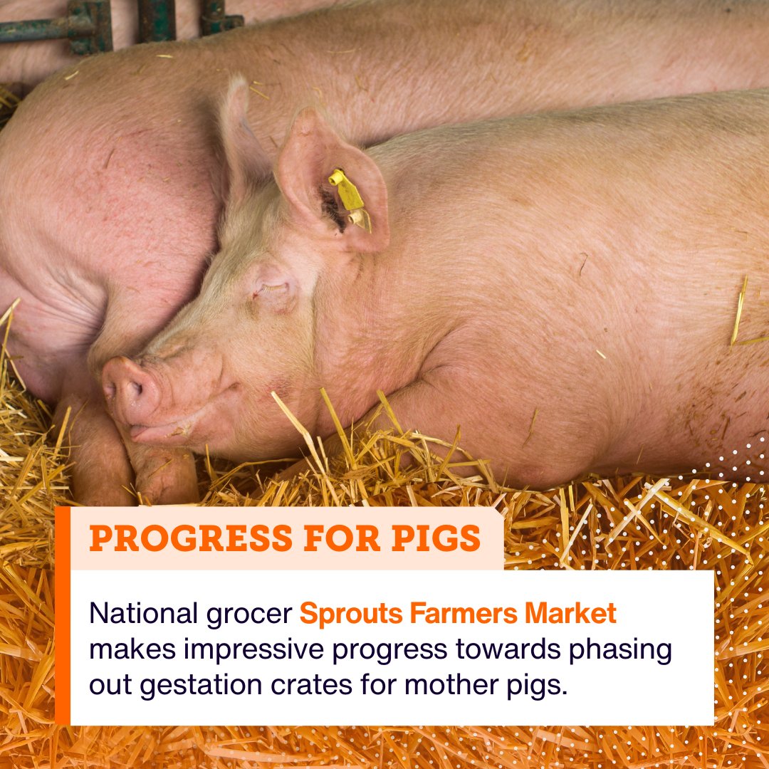 ASPCA's tweet photo. Big news for momma pigs! 🐷 🐖 @sproutsfm upgraded their policy to phase out gestation crates and is reporting impressive progress towards this goal. Thank you, Sprouts, for your industry leadership that is improving the lives of farm animals! Read more: https://t.co/WLnJyiMc7u https://t.co/0vW8LyKBmI
