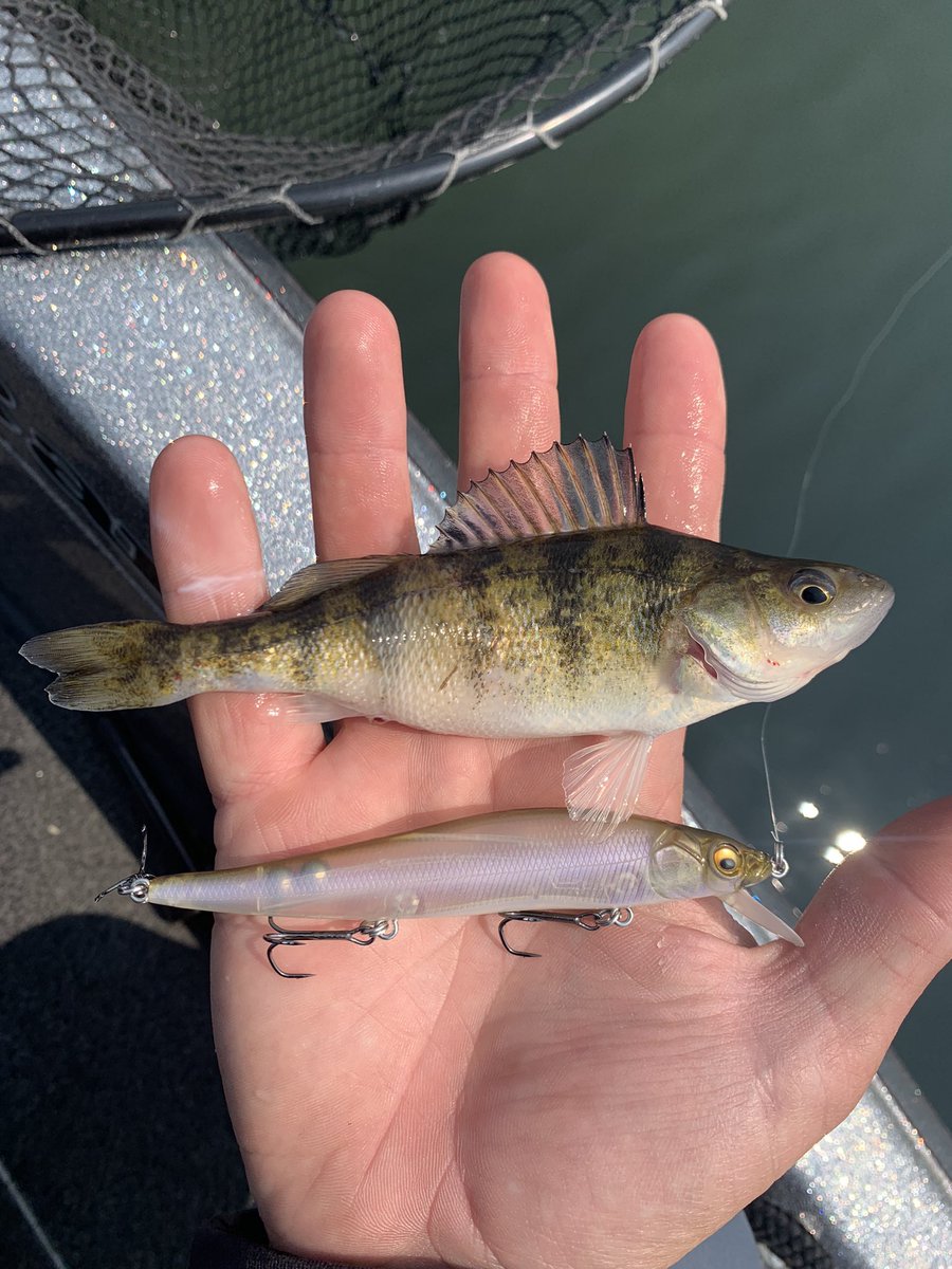 fishlagoona's tweet photo. Brothers. 🥸
#fishing #megabass #BANGCHANBESTLEADER https://t.co/2XgjPgLMyM
