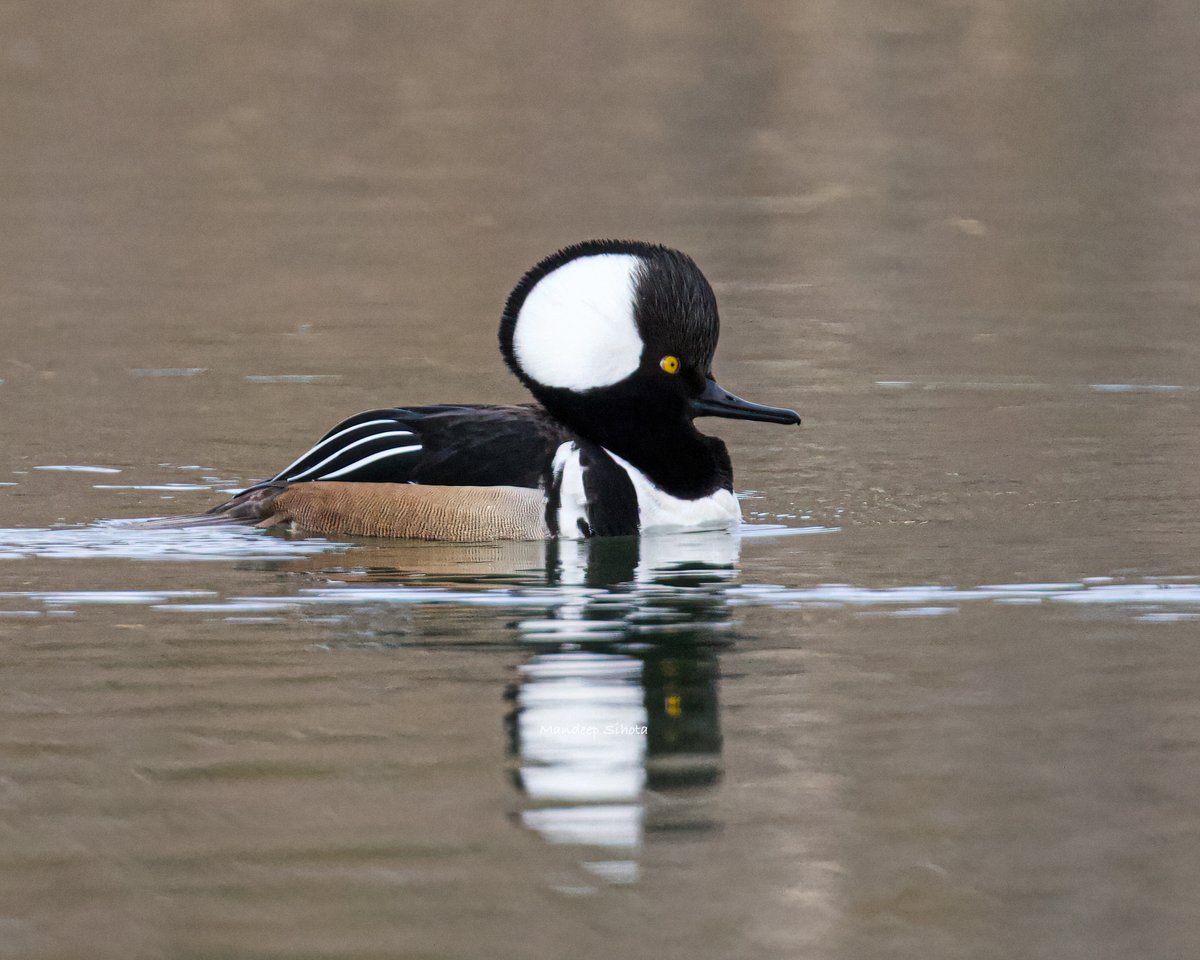 Hooded Merganser looking for his partner😊 #ducks #ducksinwild #duckphotography #twitterducks #ducksoftwitter #IndiAves #Canon #twitternaturecommunity #twitternaturephotography #smile #shotoncanon