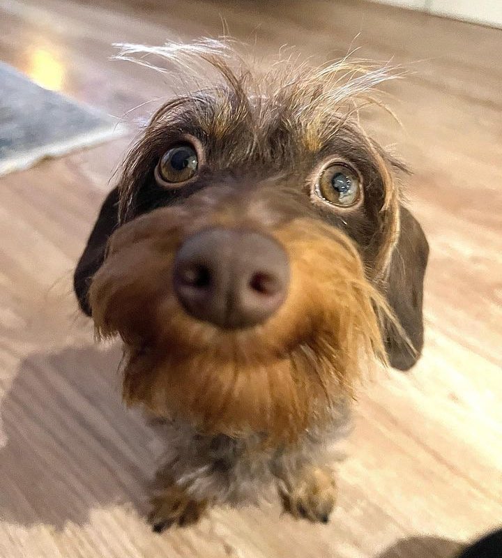 WeRateDogs tweet media