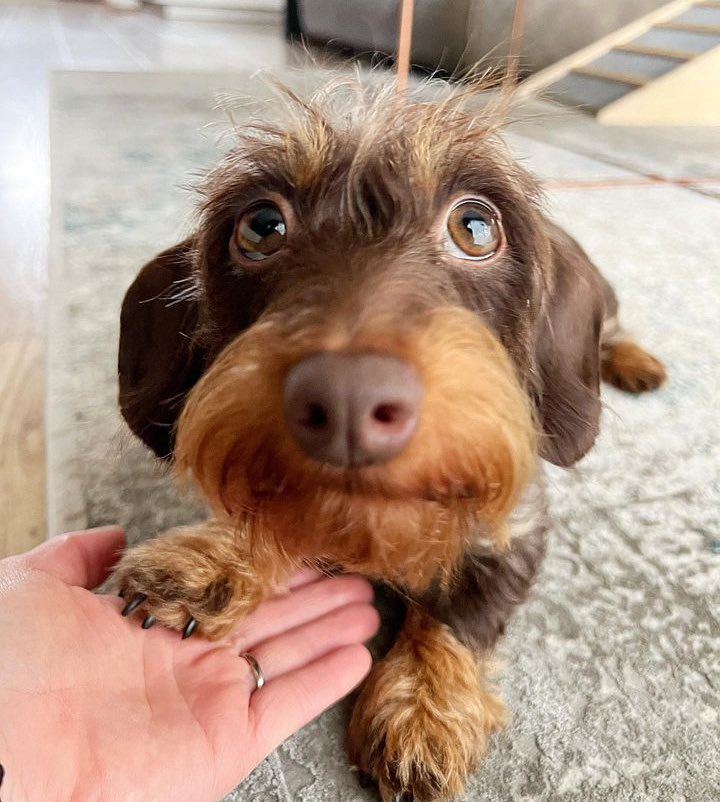 WeRateDogs tweet media