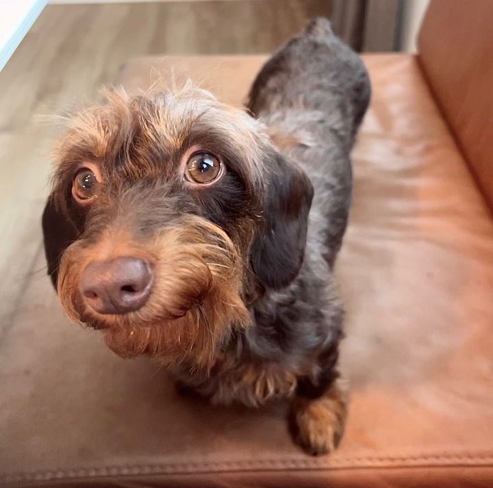 This is Parma. She really looks up to you. Looks up to pretty much everything. But her favorite is you. 12/10