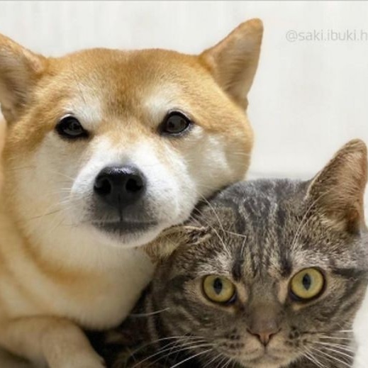 L'amitié n'a pas de barrières.