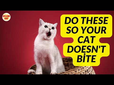youtube.com/watch?v=d3MnaF… to get Kitten to Stop Biting / How to Stop Kitten from Biting / Cat Training / Cat Care #cat #cats #catcare #catanddogcare #cattraining #cathaircare #catgrooming #catbehavior #cathealth