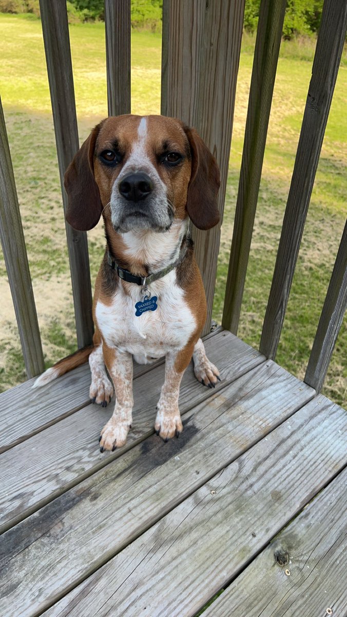 EFCidade's tweet image. Walking the dog. I think it’s because I don’t have to force creativity, like “here’s a blank screen, fill it with magic!!”

Instead I can just talk through writing issues, and let the ideas flow naturally… and y’know yell at my beagle. 

#GoWrite ✍🏻 #BeagleLife 🐶