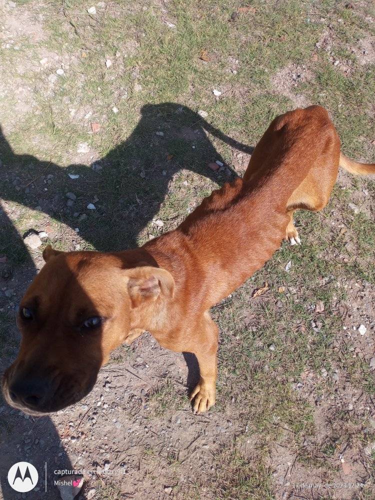 (MERLO) = (CIUDAD DEL ABANDONO)
Más del triste "paisaje" que viven los animales en Merlo.

Está en Av. Constituyentes al 2700, Mariano Acosta. Se busca tránsito urgente para recuperarla, castrarla y buscarle un buen hogar. 
Facebook: Mishel Cardozo.👇
facebook.com/photo/?fbid=59…