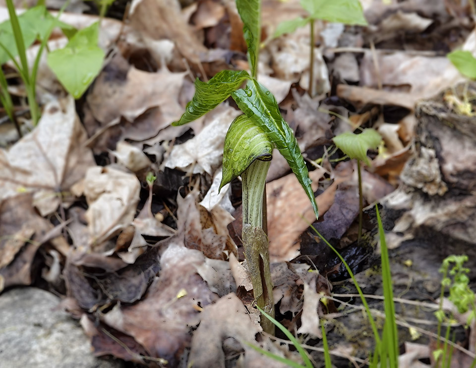 WildAdks's tweet photo. The Jack-in-the-Pulpits have started to bloom on the Sugar Maple Trail at Heaven Hill, Essex County, NY (17 May 2023). https://t.co/wQX6njCNQ4
#jackinthepulpit #AdirondackWildflowers #SpringWildflowers #HeavenHillTrails #SpringWatchAdirondacks #SpringWatchADK https://t.co/JW2RzpvBE3