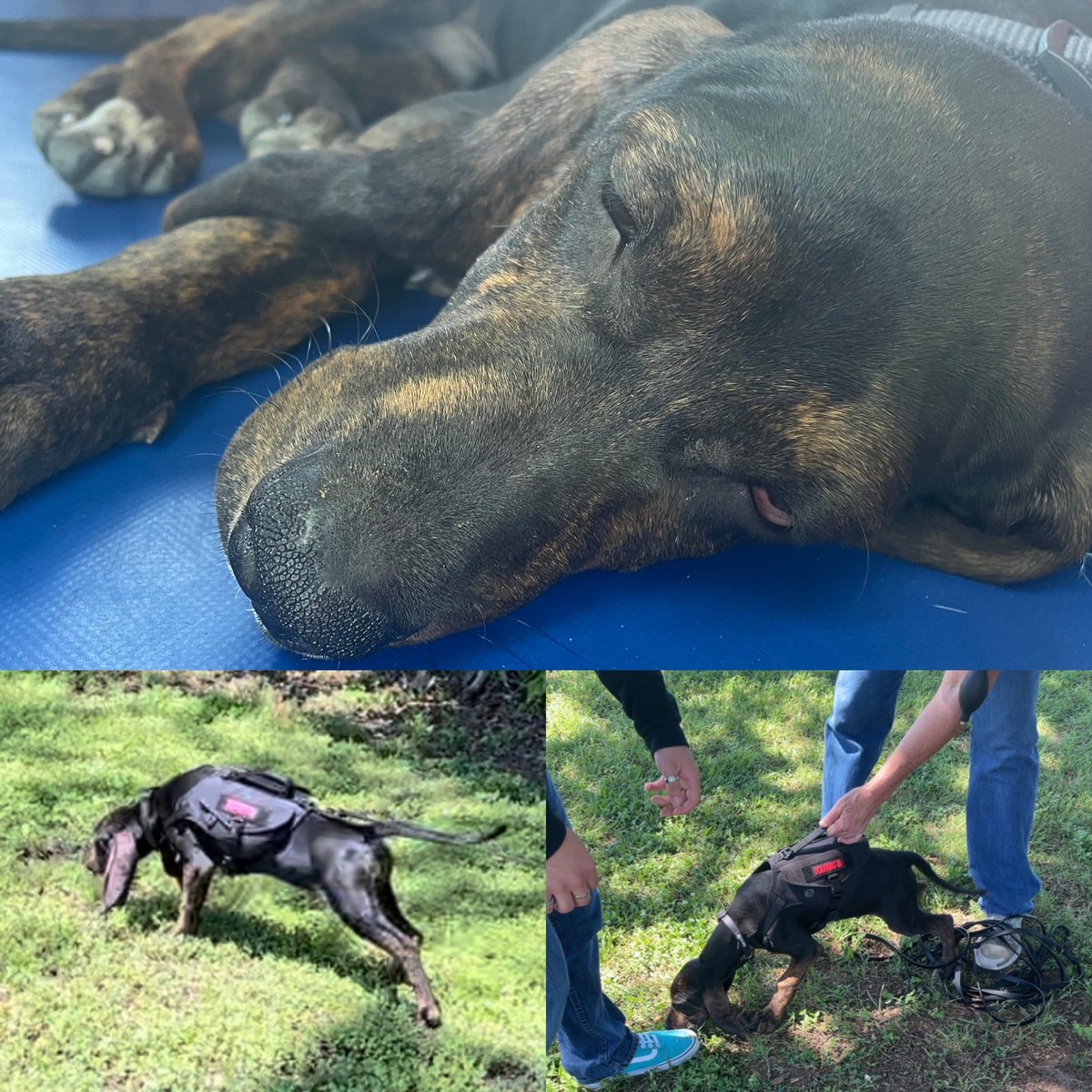 irvinghighCSI's tweet photo. Forensic students help with training future search dog.  @iisdCTE @IrvingHigh https://t.co/LVm95I2pxj